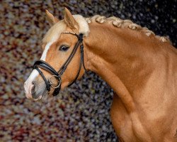 dressage horse Heitholms Mr. Fantastic (German Riding Pony, 2016, from FS Mr. Right)