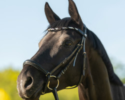 dressage horse Earl of Emotion (Trakehner, 2016, from E.H. Millennium)