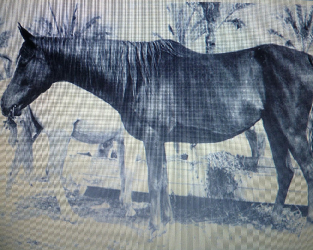 broodmare Bint Kateefa EAO (Arabian purebred, 1954, from Sid Abouhom 1936 RAS)