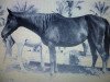 broodmare Bint Kateefa EAO (Arabian thoroughbred, 1954, from Sid Abouhom 1936 RAS)