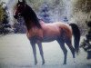 stallion True Valour ox (Arabian thoroughbred, 1978, from Alex ox)
