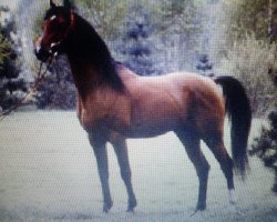 stallion True Valour ox (Arabian thoroughbred, 1978, from Alex ox)