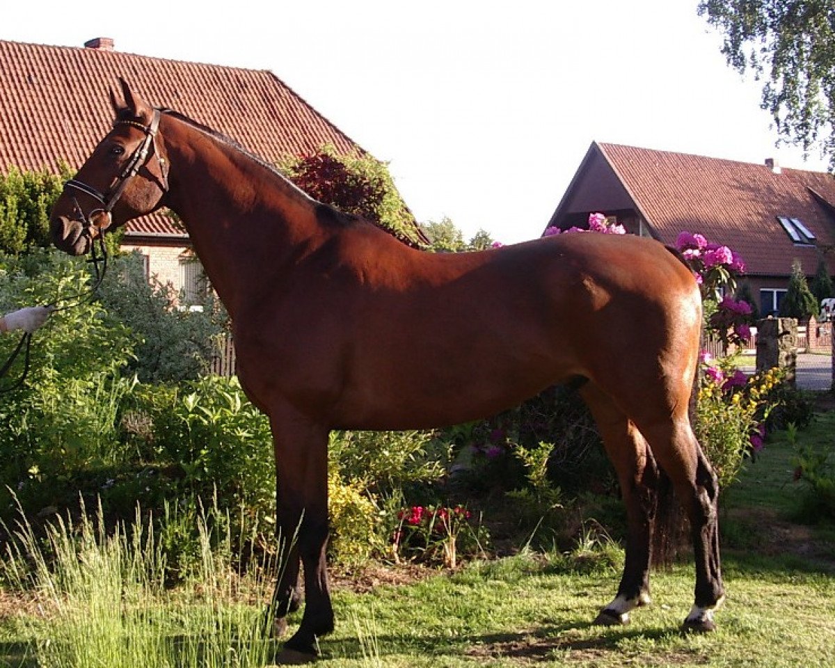 horse Wilson C (Hanoverian, 1990, from Warkant)
