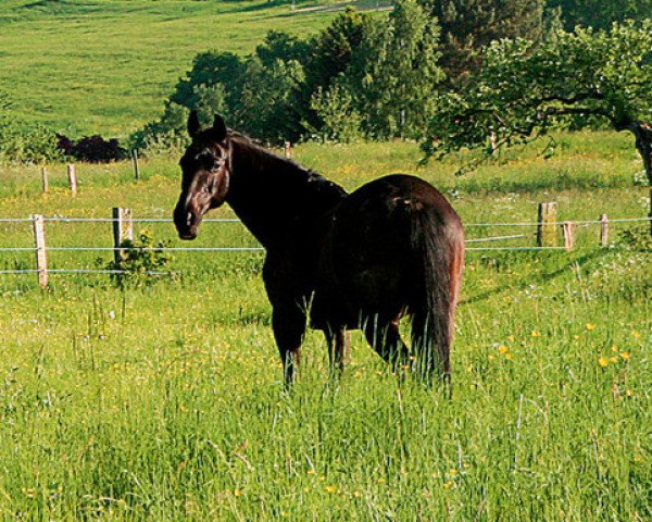 broodmare Athene (Westphalian, 1987, from Akitos xx)