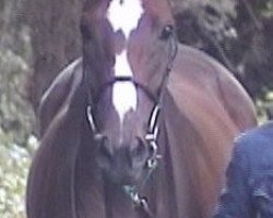 broodmare Santa Zinaada xx (Thoroughbred, 1999, from Zinaad xx)