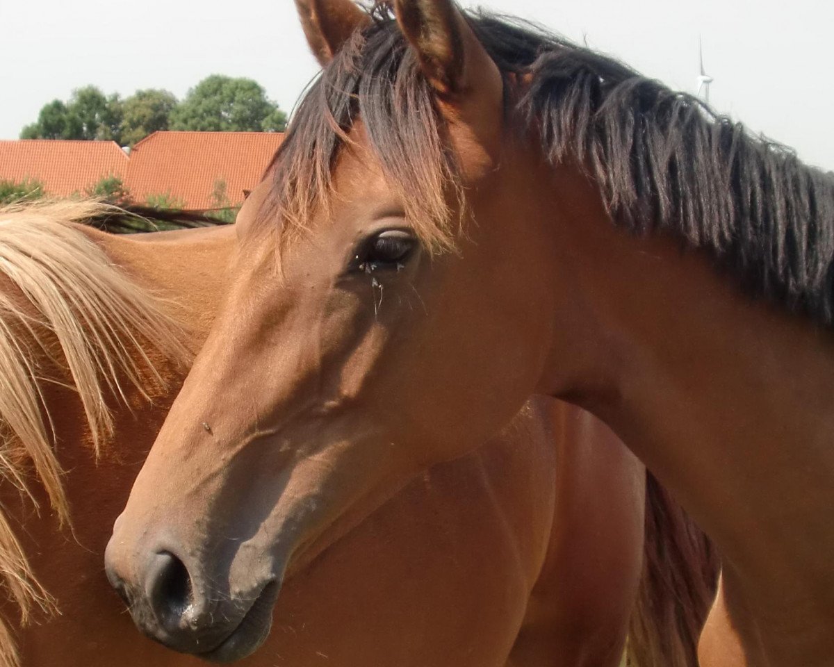 Springpferd Carlotta (Westfale, 2009, von Carell)