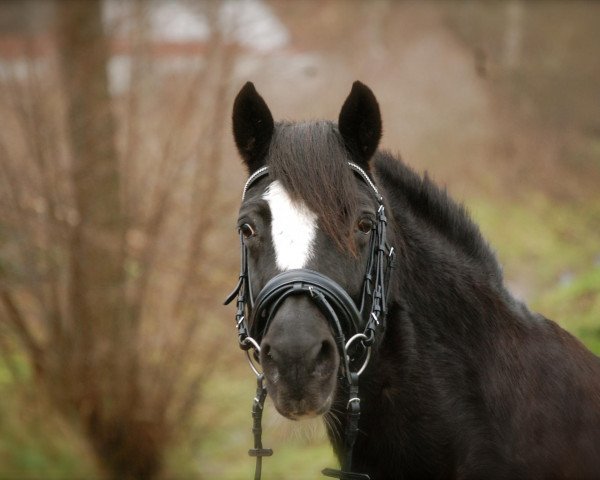 Zuchtstute Dunja v.Borkenbrink (Welsh Pony (Sek.B), 1996, von Bleekerweg Dores)