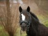 Zuchtstute Dunja v.Borkenbrink (Welsh Pony (Sek.B), 1996, von Bleekerweg Dores)