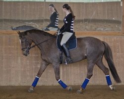 dressage horse Franziska (Hessian Warmblood, 1996, from Frisbee)