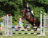 dressage horse Zimtstern 9 (Oldenburg, 2013, from Zonik)