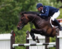 stallion Renkum Off-Centre (anglo european sporthorse, 2001, from Renkum Valentino)