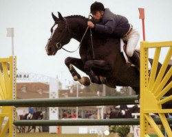 Deckhengst Renkum Valentino (KWPN (Niederländisches Warmblut), 1996, von Concorde)