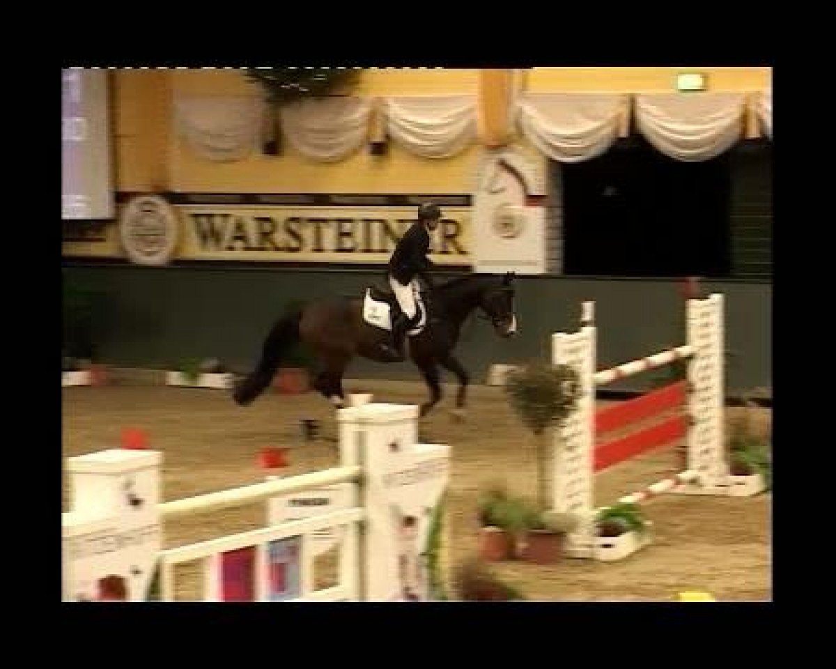 Deckhengst Nordkar (Haflinger, 1958, von Nastor)