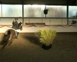 Springpferd Riad WSB (unbekannt,  )
