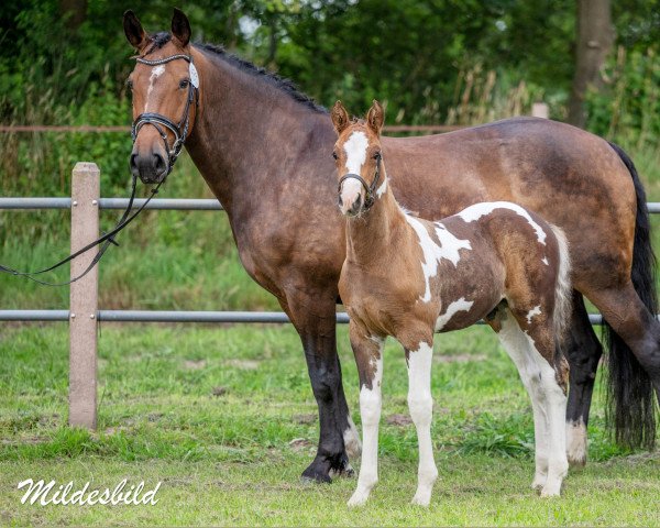 Springpferd Center Shock L (Pinto mit Reitpferdepedigree, 2022, von Celebration AS)