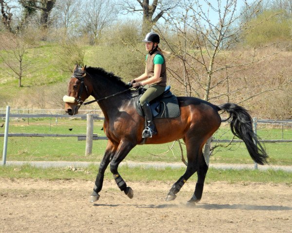 broodmare Pleasures (Holsteiner, 2001, from Raimondo)