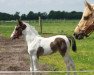 dressage horse Sza-Szou Mr (German Riding Pony, 2017, from Shooting Star 22)