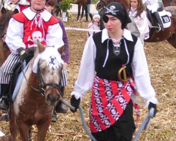 horse Karino (Dt.Part-bred Shetland pony, 2006, from Admiral)