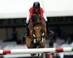 jumper Valentino V Z (Zangersheide riding horse, 2009, from Verdi)