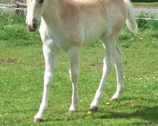 broodmare Nobel Stella G (Haflinger, 2011, from Notre Beau)