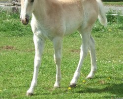 Dressurpferd Nobel Stella G (Haflinger, 2011, von Notre Beau)