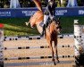 jumper Dorchester (Oldenburg show jumper, 2014, from London)