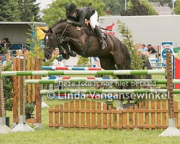 Zuchtstute Kanermie van het Weyenshof (Belgisches Warmblut, 2010, von Nabab de Rêve)