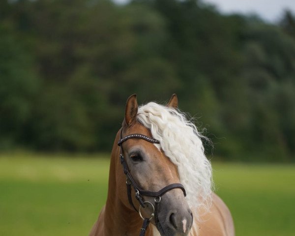 dressage horse Nawaro (11,52% ox) (Edelbluthaflinger, 2017, from DSP Nakuri (17,19% ox))