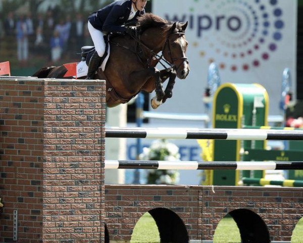 Springpferd Primo Troy (Irish Sport Horse, 2009, von Clinton I)