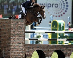 jumper Primo Troy (Irish Sport Horse, 2009, from Clinton I)