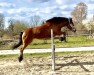 dressage horse Lotte (Haflinger Mix, 2012)