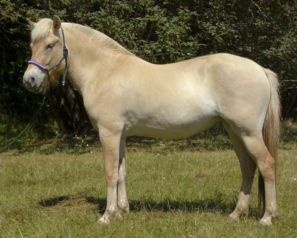 Pferd Lost Creek Chestry (Fjordpferd, 2019, von Tsjalle)