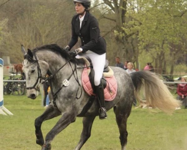 jumper Ginette 57 (Hanoverian, 2017, from Grey Top)