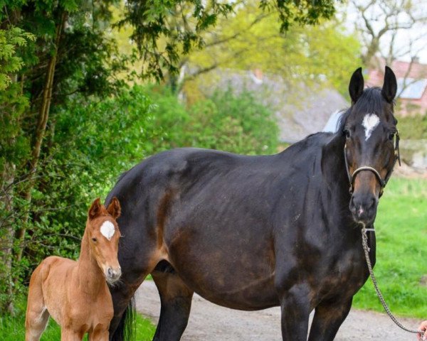 broodmare Stute nach Sandro Hit (Westphalian, 2008, from Sandro Hit)