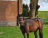 broodmare Espanola (Holsteiner, 2012, from Calandro)