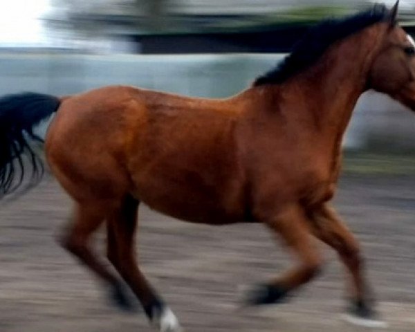 jumper Louis (Hessian Warmblood, 1991)