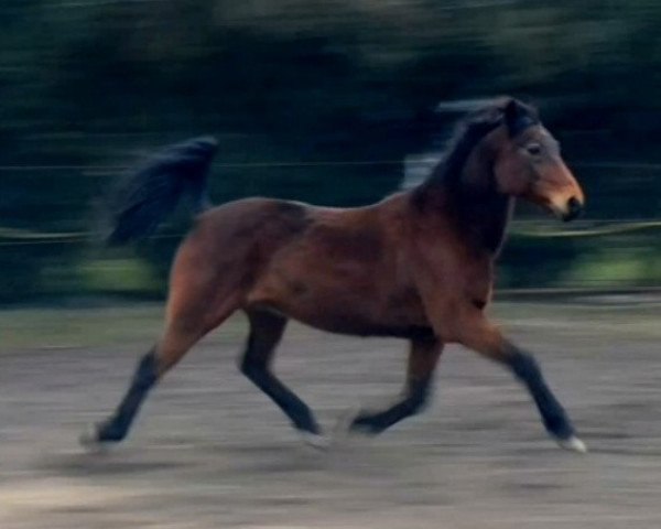 Pferd Do Courtland (DE) (Deutscher Traber, 1994, von Do The Trot (US))