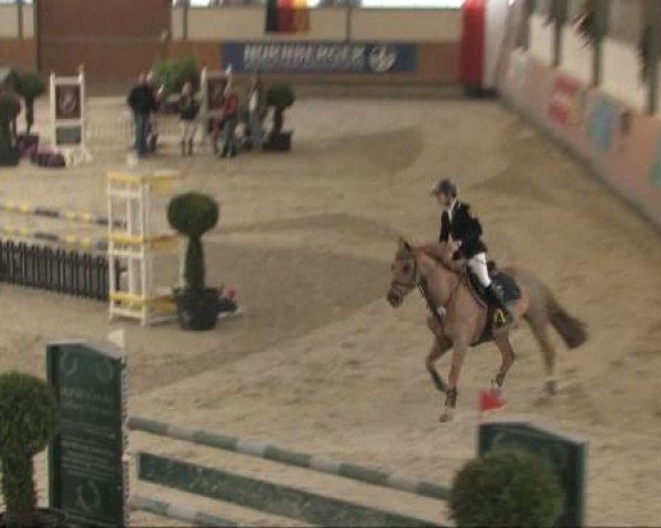 jumper Connection D (German Riding Pony, 1995, from Campari D)