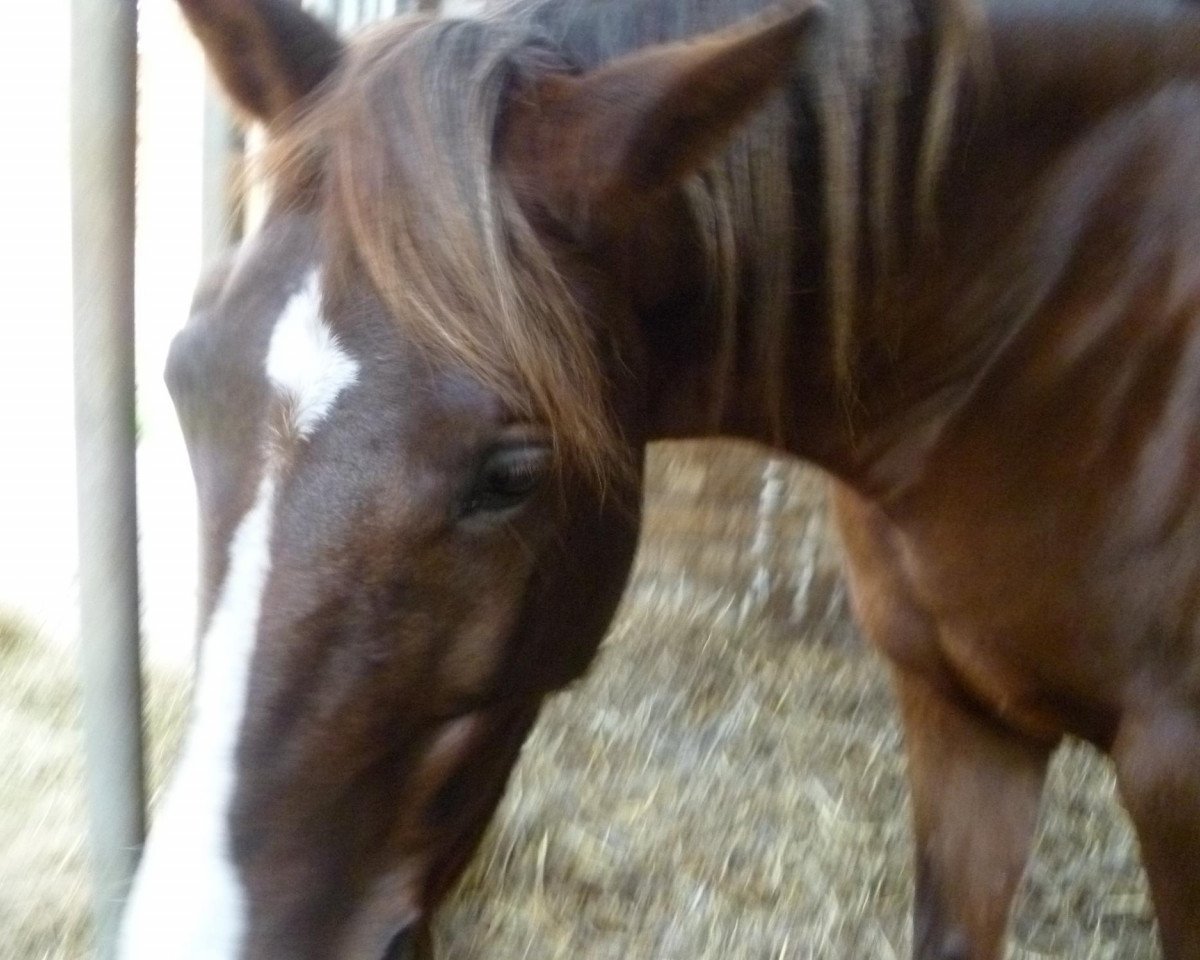Pferd Shaziah (Arabisches Halbblut / Partbred, 2004, von Shagar)