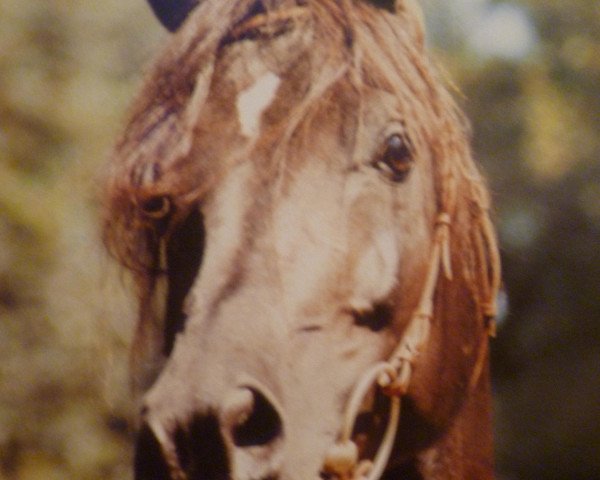 stallion Ameen EAO (Arabian thoroughbred, 1978, from Kaisoon 1958 EAO)