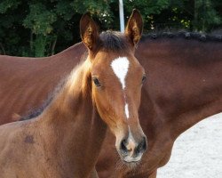 broodmare Querida (Zweibrücken, 2016, from Quvée d'Or GT)