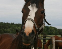 broodmare Baccara (Westphalian, 1992, from Bormio xx)