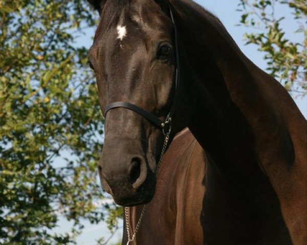 dressage horse Monte Royal 2 (Bavarian, 2006, from Montepiano II)