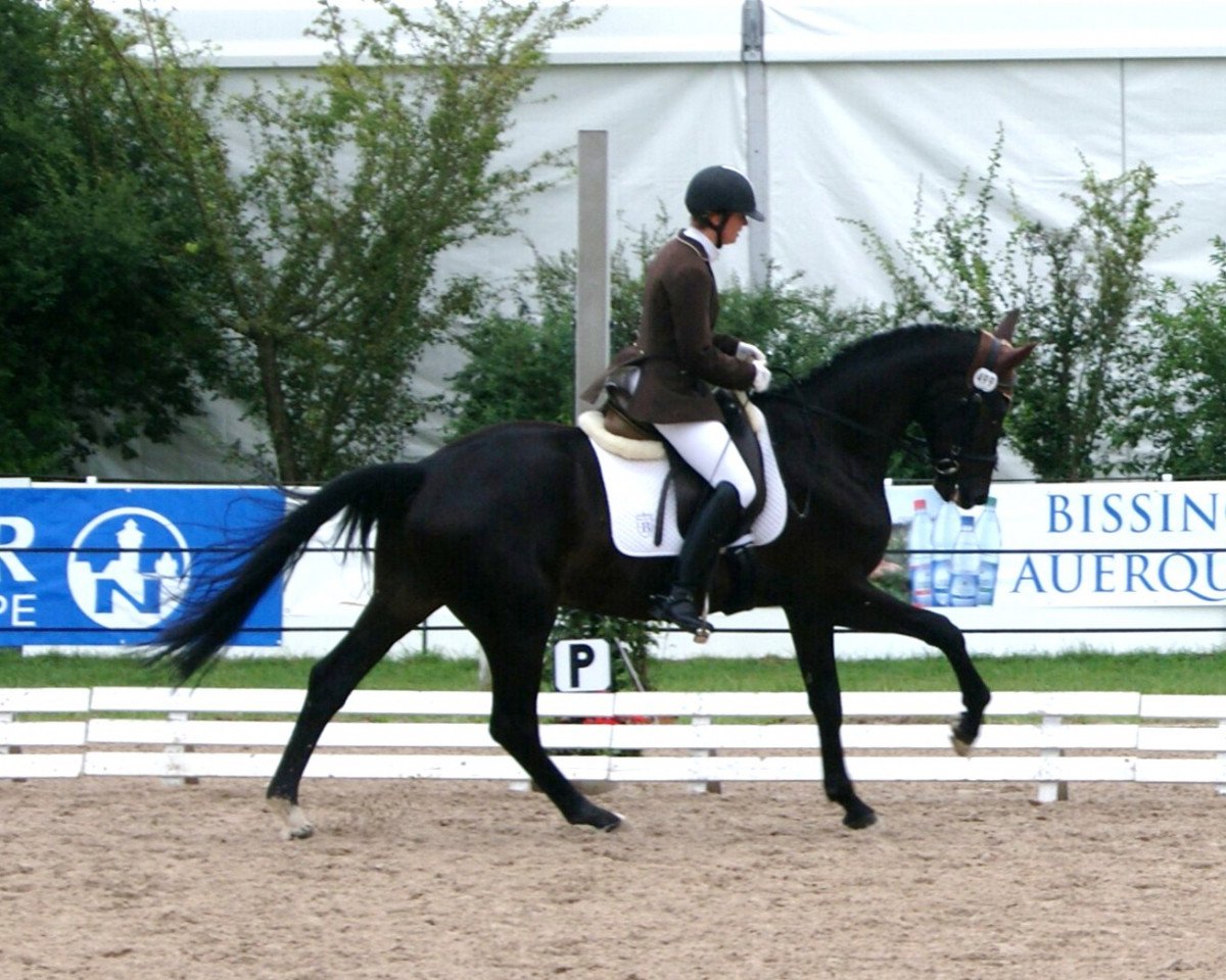 Dressurpferd Montepulciano 6 (Bayer, 2007, von Montepiano II)