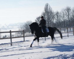 stallion Malibu 131 (Bavarian, 2007, from Montepiano II)