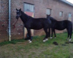 broodmare Contendra (Hanoverian, 2003, from Contendro I)