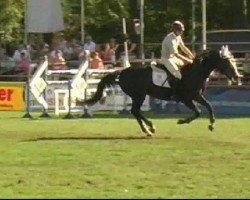 broodmare Chasing Rainbows (Württemberger, 2003, from Candillo Z)