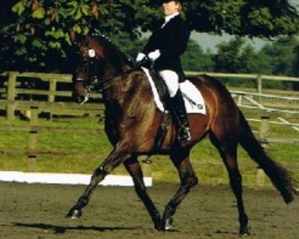 horse Caitano (Oldenburg, 1997, from Consul)