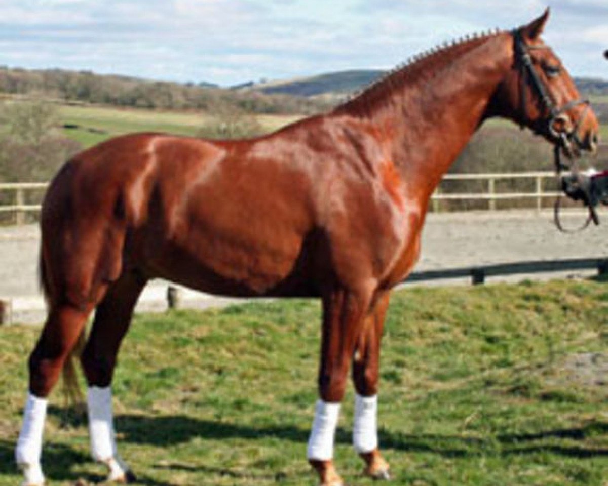 Deckhengst Wavavoom (Hannoveraner, 2006, von Weltregent H)