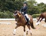 dressage horse Alasso K (German Riding Pony, 2008, from Argon)